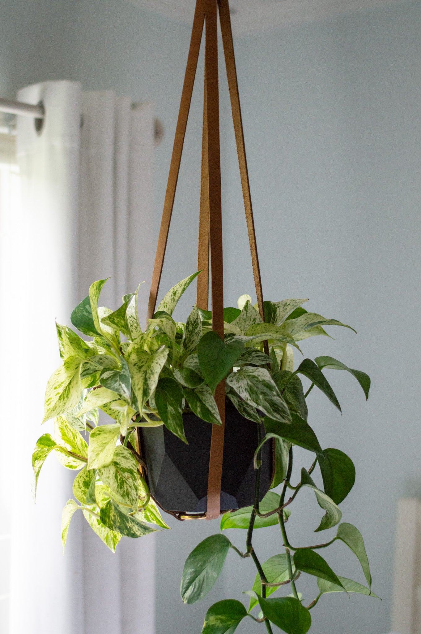 The Urban Southern handcrafted leather Plant Hanger in Honey hangs from the ceiling.