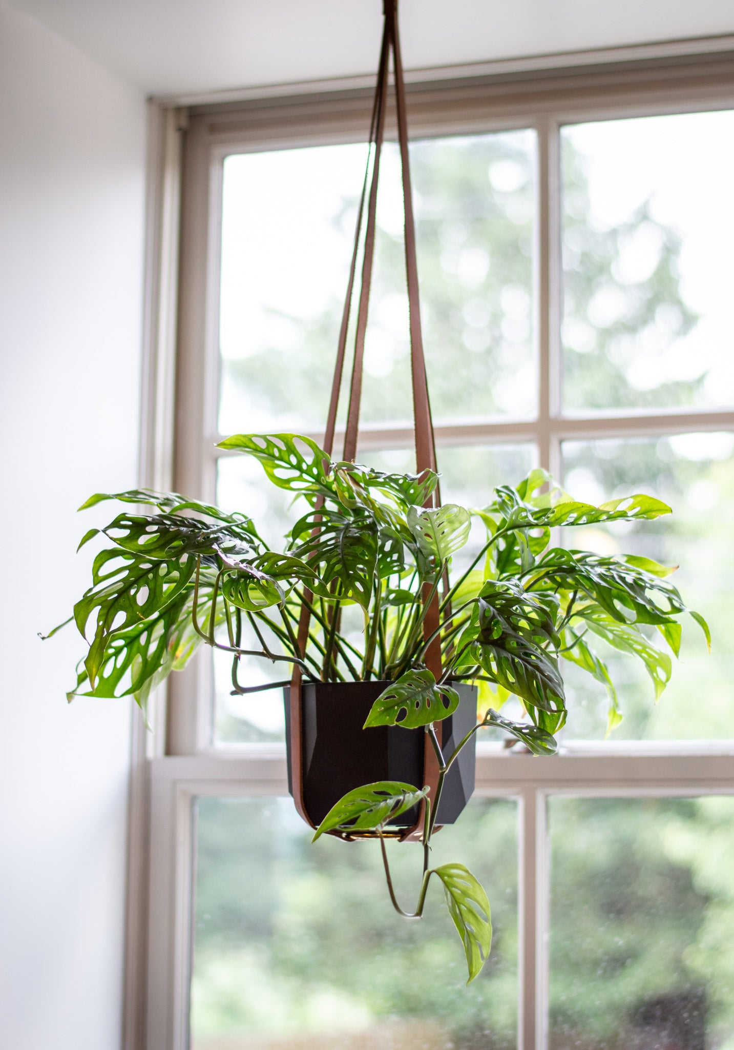 A black hexagon plant pot with a Swiss Cheese Plant hangs from ceiling in the Urban Southern Leather Plant Hanger.