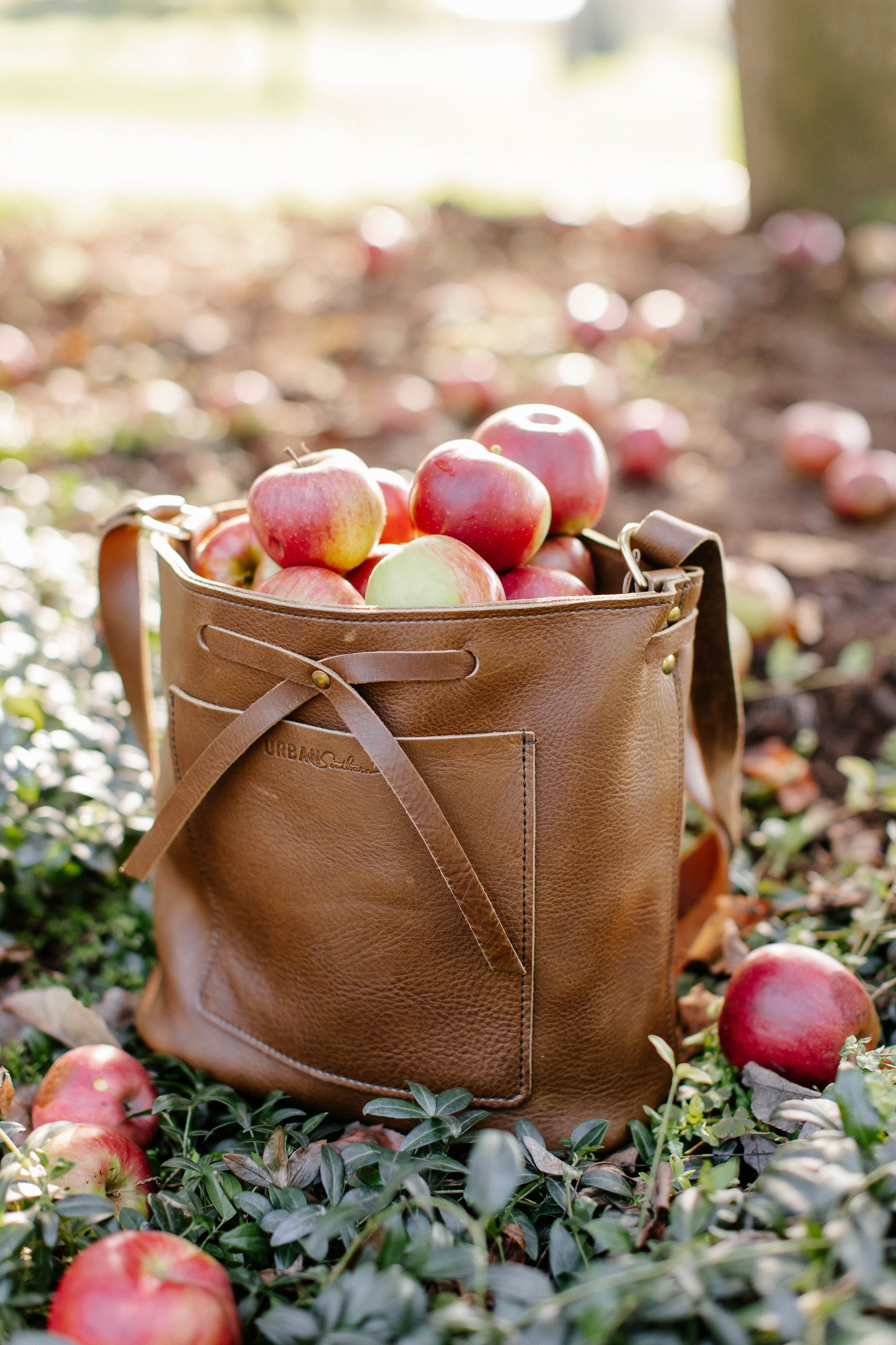 A Lexington Bow leather handbag in the color mocha, sits in an orchard field, full to the brim with apples, showcasing its large carrying capacity.